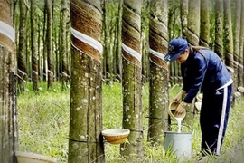 Tailandia, principal exportador de caucho del mundo