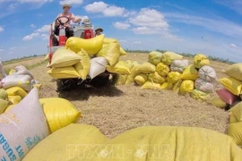 Vietnam busca 50 mil millones de dólares en exportación agrícola en 2022