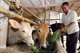 Provincia vietnamita de Tra Vinh implementa 10 proyectos para mejorar la vida de etnias minoritarias