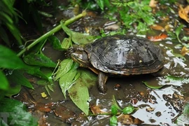 Lanzan una guía para identificar tortugas terrestres y de agua dulce en Vietnam