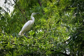 Refuerzan protección de la biodiversidad en Vietnam