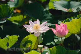 Celebrarán exposición para resaltar presencia del loto en la cultura vietnamita