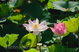 Celebrarán exposición para resaltar presencia del loto en la cultura vietnamita