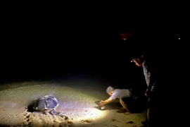 Tortugas marinas en playa de Con Dao reciben asistencia de orgullosas “parteras”