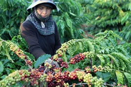 Exportan más de mil 600 productos agrícolas y alimentos de Vietnam a China 
