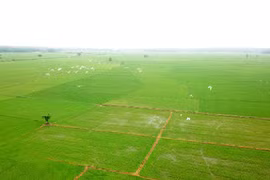 Provincia vietnamita cultiva arroz orgánico según normativa europea