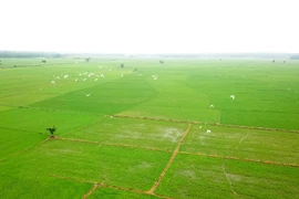 Provincia vietnamita cultiva arroz orgánico según normativa europea