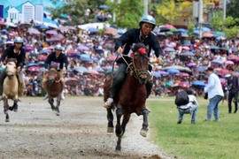 Buscan promover valores de carrera de caballos en provincia vietnamita