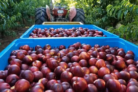 Australia exportará duraznos y nectarinas a Vietnam