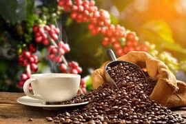 Más de 80 muestras de café participan en Taza de Excelencia de Vietnam 2022 