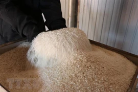 Variedad TBR39 gana primer premio en Concurso de arroz delicioso de Vietnam de 2022