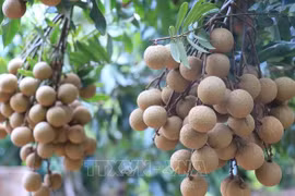 Vietnam agiliza trámites para exportación de longan a Japón