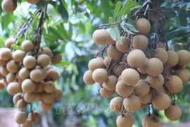 Vietnam agiliza trámites para exportación de longan a Japón