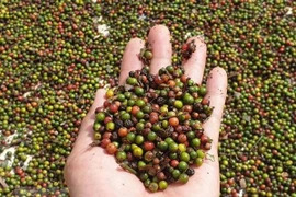 Exportaciones de pimienta de Vietnam pronostican crecimiento este año