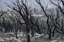 Vietnam expresa condolencias a Argelia por graves incendios forestales