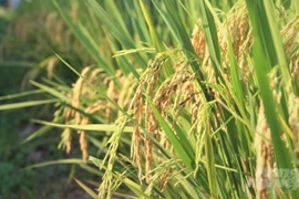 Vietnam busca asistencia de organización internacional para desarrollo agrícola 