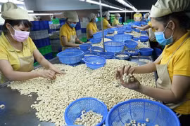Empresas vietnamitas recuperan todos los contenedores de anarcados exportados a Italia