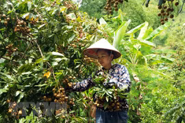 Provincia vietnamita de Son La busca mercados para el longan 