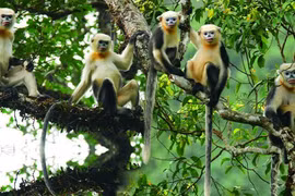 Aumentan conciencia sobre preservación de langur de nariz chata en Vietnam