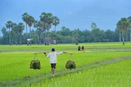 Banco Asiático ayuda a Camboya a garantizar seguridad alimentaria 