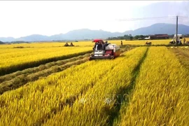 Economía agrícola afirma el rol de soporte fundamental en Vietnam