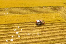 Vietnam apunta a convertirse en productor de alimentos responsable y sostenible