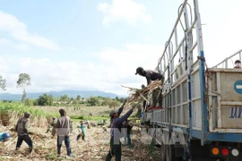 Vietnam prorroga investigación antidumping al azúcar de caña de países sudesteasiáticos