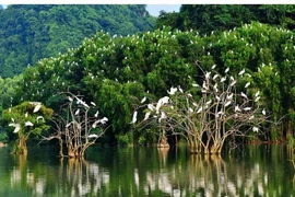 Provincia vietnamita de Ben Tre intensifica esfuerzos por conservar aves silvestres