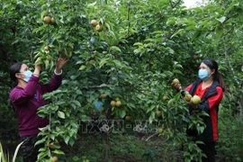 Vietnam por cumplir meta de reducción sostenible de la pobreza