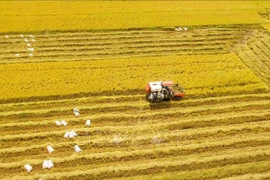 Vietnam apunta a convertirse en productor de alimentos responsable y sostenible