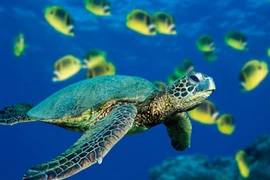 Restauran población de tortugas en peligro de extinción en Vietnam