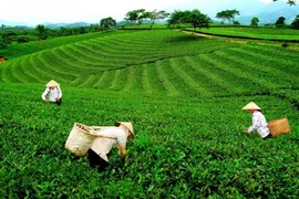 Promueven exportación de té vietnamita a mercados internacionales