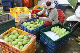 Buen ritmo para exportaciones de mango de Vietnam