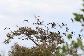 Picotenazas asiáticos raros migran al parque vietnamita de Lo Go - Xa Mat