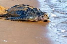  Camboya preserva tortugas en la lista de especies en peligro de extinción