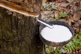 Vietnam, tercer mayor proveedor de caucho a Corea del Sur