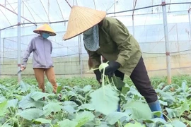 Vietnam logra grandes avances en reducción de la pobreza
