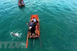 Rescatan delfín varado en el distrito costero vietnamita