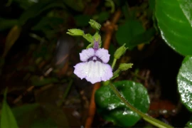 Descubren nueva especie de planta floral en Vietnam