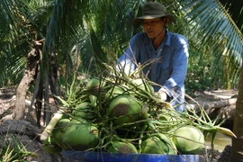 Provincia vietnamita expande el cultivo de coco orgánico
