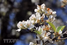 Flores de Son Tra iluminan región noroeste de Vietnam