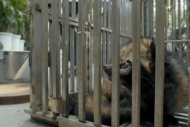 Película vietnamita alerta riesgos de epidemia por consumo de animales silvestres