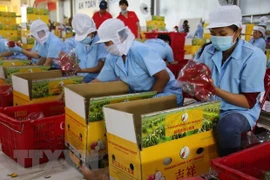 Promueven exportación de mercancías vietnamitas a Europa del Norte
