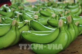 Oportunidades para exportación de banana vietnamita al mercado chino