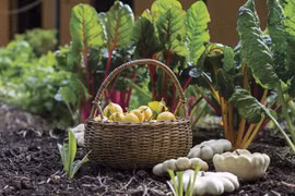 Exportaciones de productos agrícolas orgánicos de Vietnam alcanzan 335 millones de USD