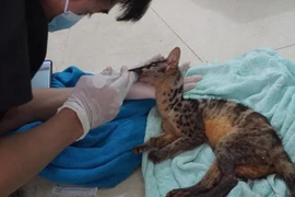 Rescatan en provincia vietnamita animales en peligro de extinción 