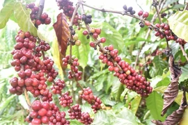 UKVFTA apoya expansión de sector cafetero vietnamita en mercado de Reino Unido