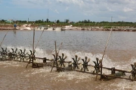 Provincia vietnamita de Bac Lieu otorgará códigos de producción para camaroneras
