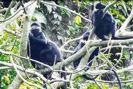 Protegen langur en el área forestal de uso especial en provincia vietnamita 