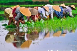 Indonesia usa cascarillas de arroz como combustible en centrales térmicas